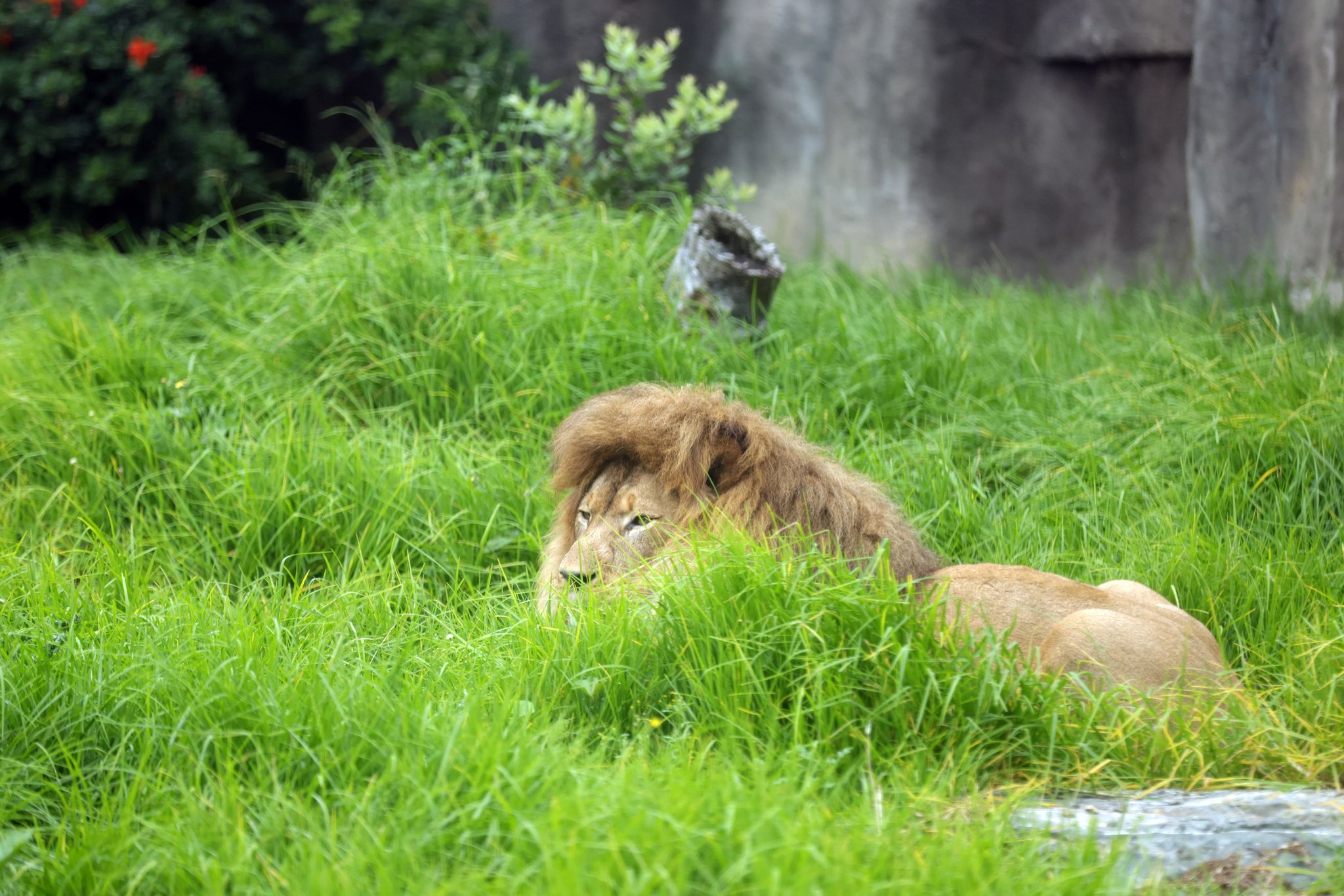 Audit: S.F. Zoo spent $12 million without required approval