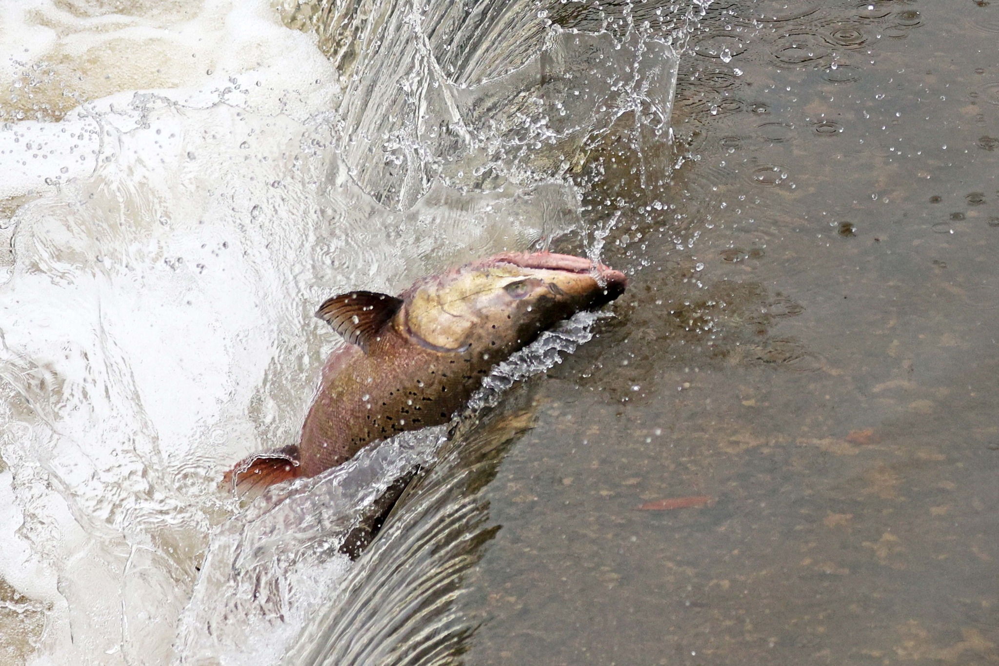 Salmon seen far upstream in California creek for 1st time in 70 years