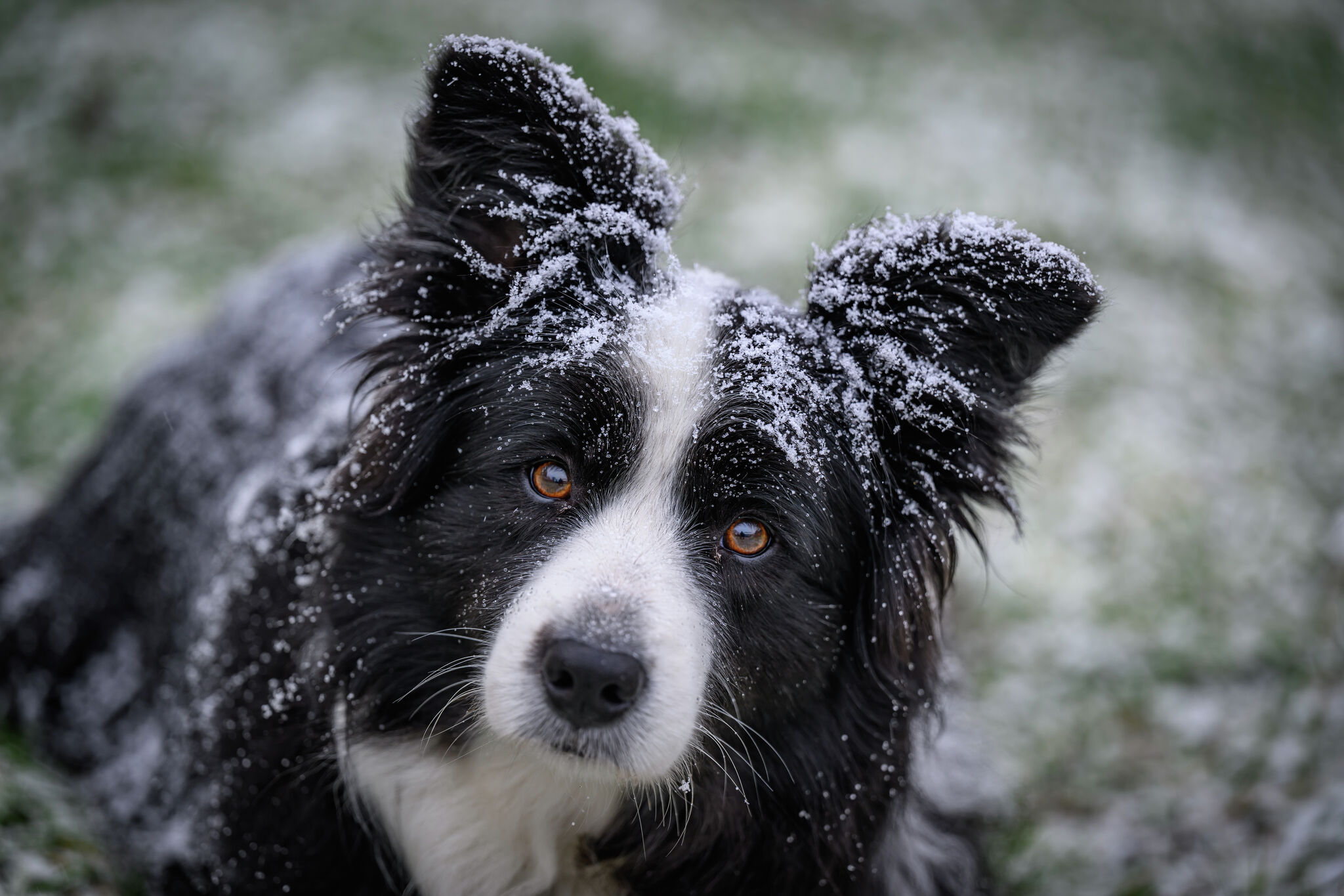 Winter pet safety tips: Protect pets during Central Texas cold weather