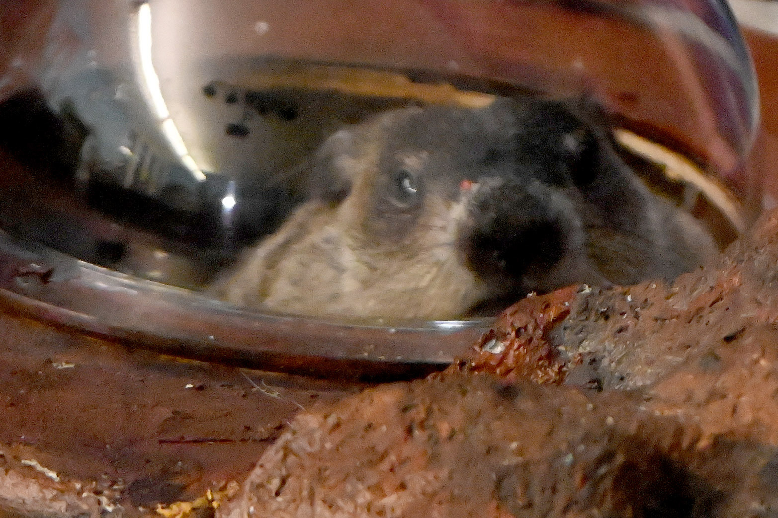 Did Connecticut's Chuckles XI see his shadow on Groundhog Day 2026?