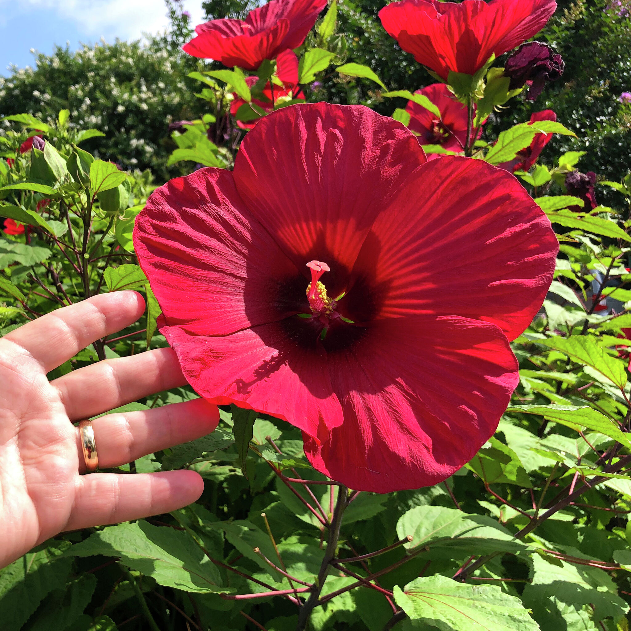 Texas lawn care: Skip weed-and-feed, time pre-emergents