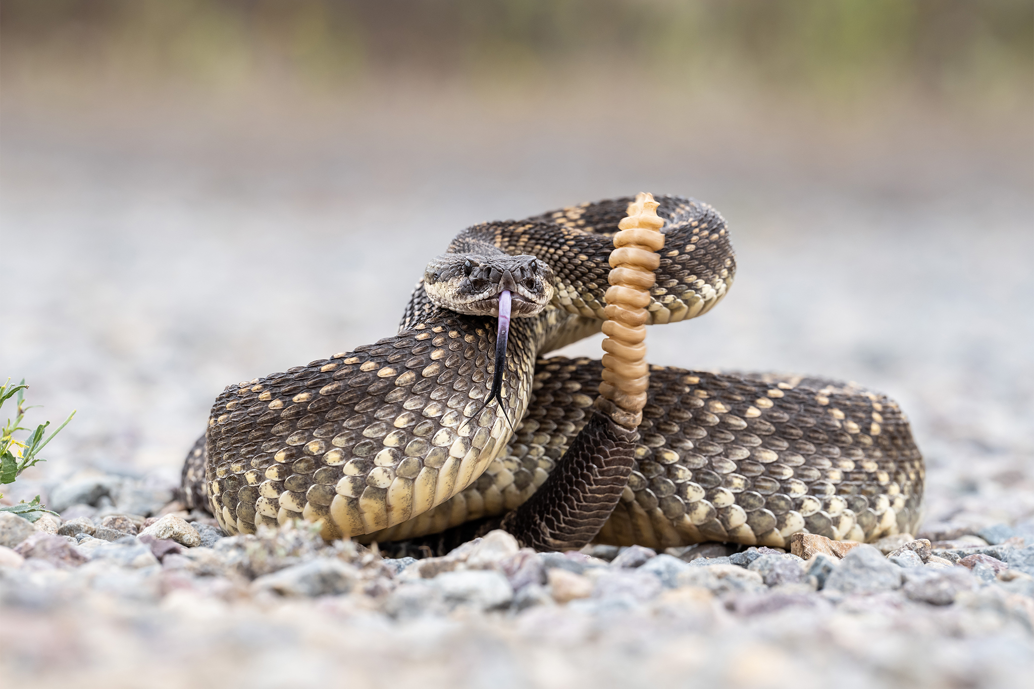 SoCal man dies after falling on rattlesnake while mountain biking