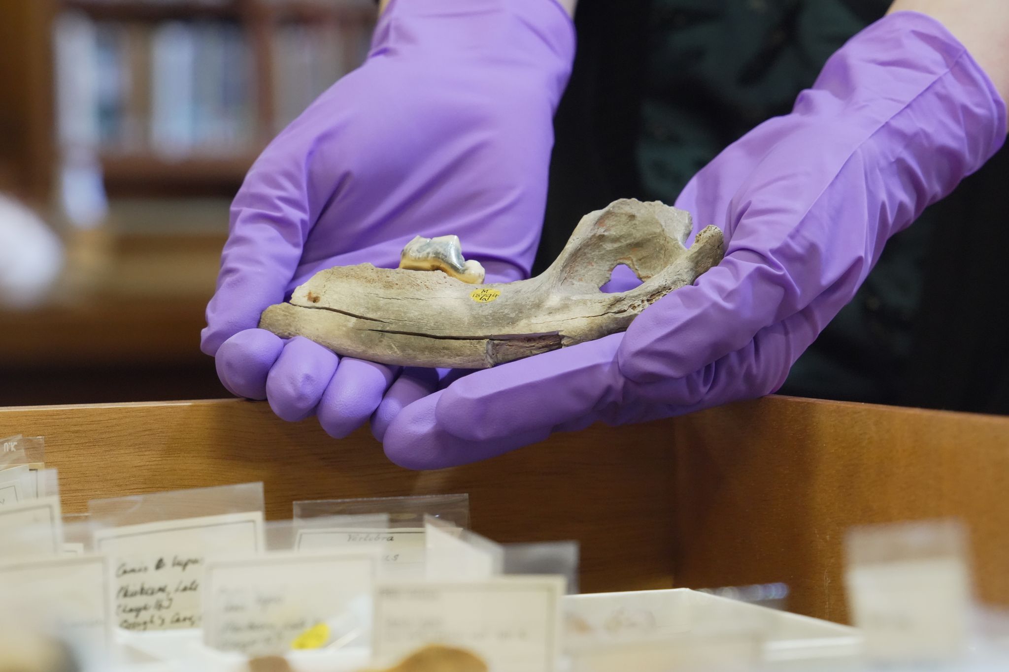New studies of old dogs help scientists understand where they came from