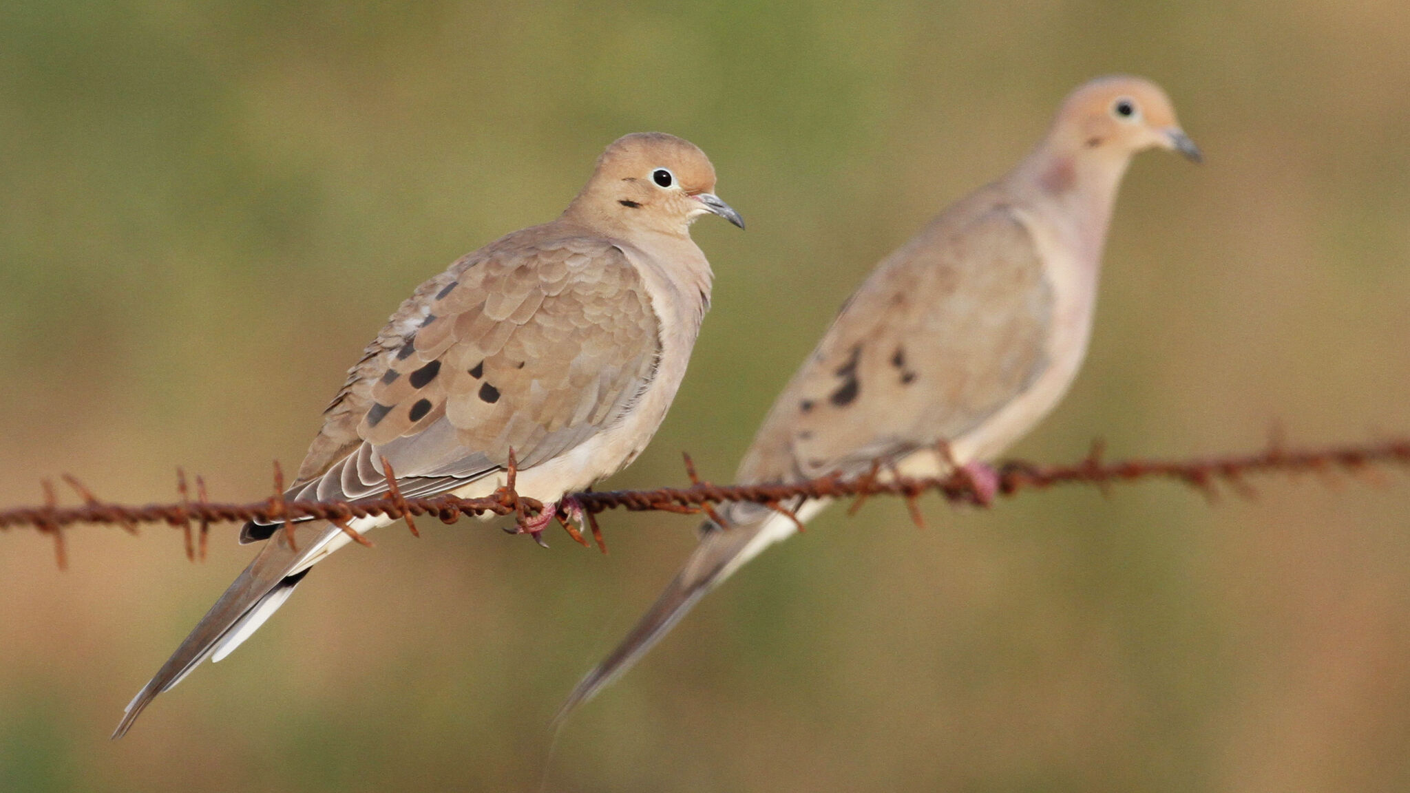 Texas hunting regulations for 2026-27: Deer, doves, turkey and more