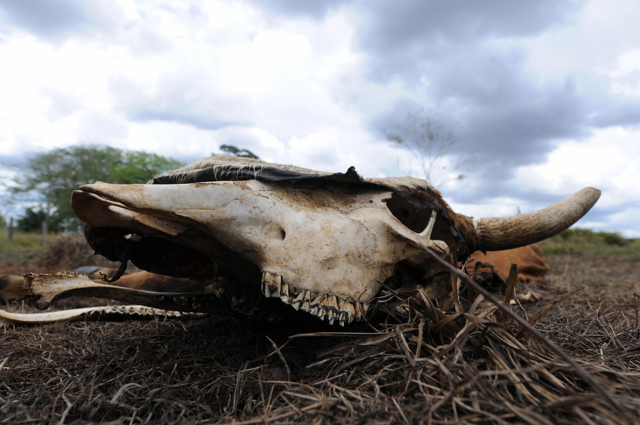 3 years later, Texas' cow mutilations remain unsolved