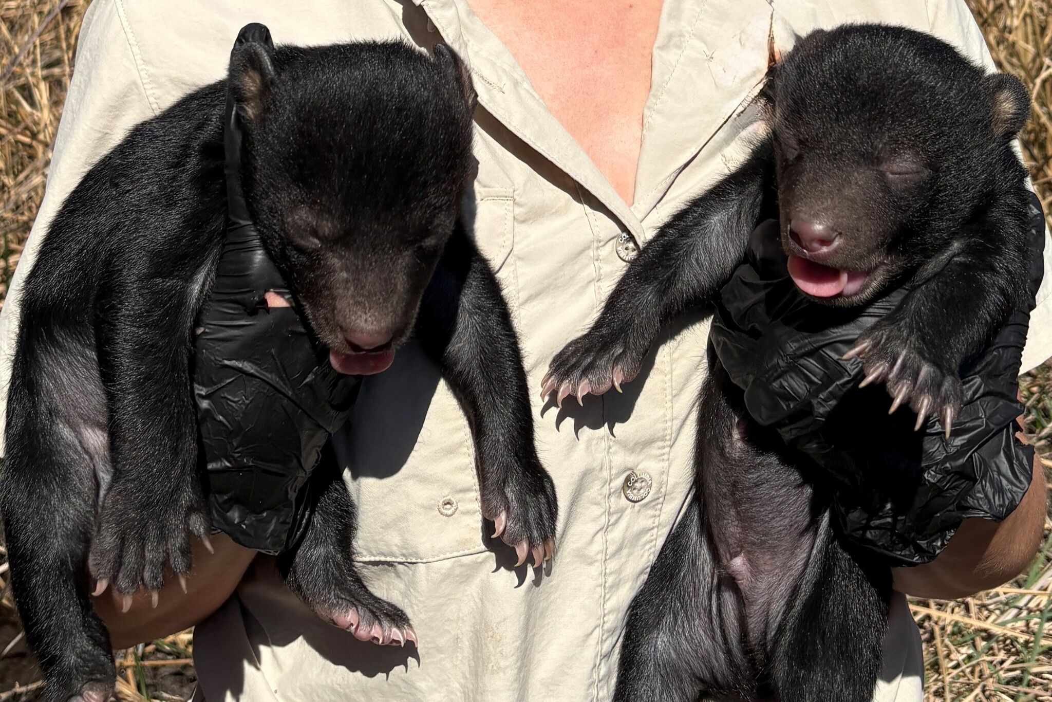 Two black bear cubs born in Texas—and one is named Pancakes Jr.