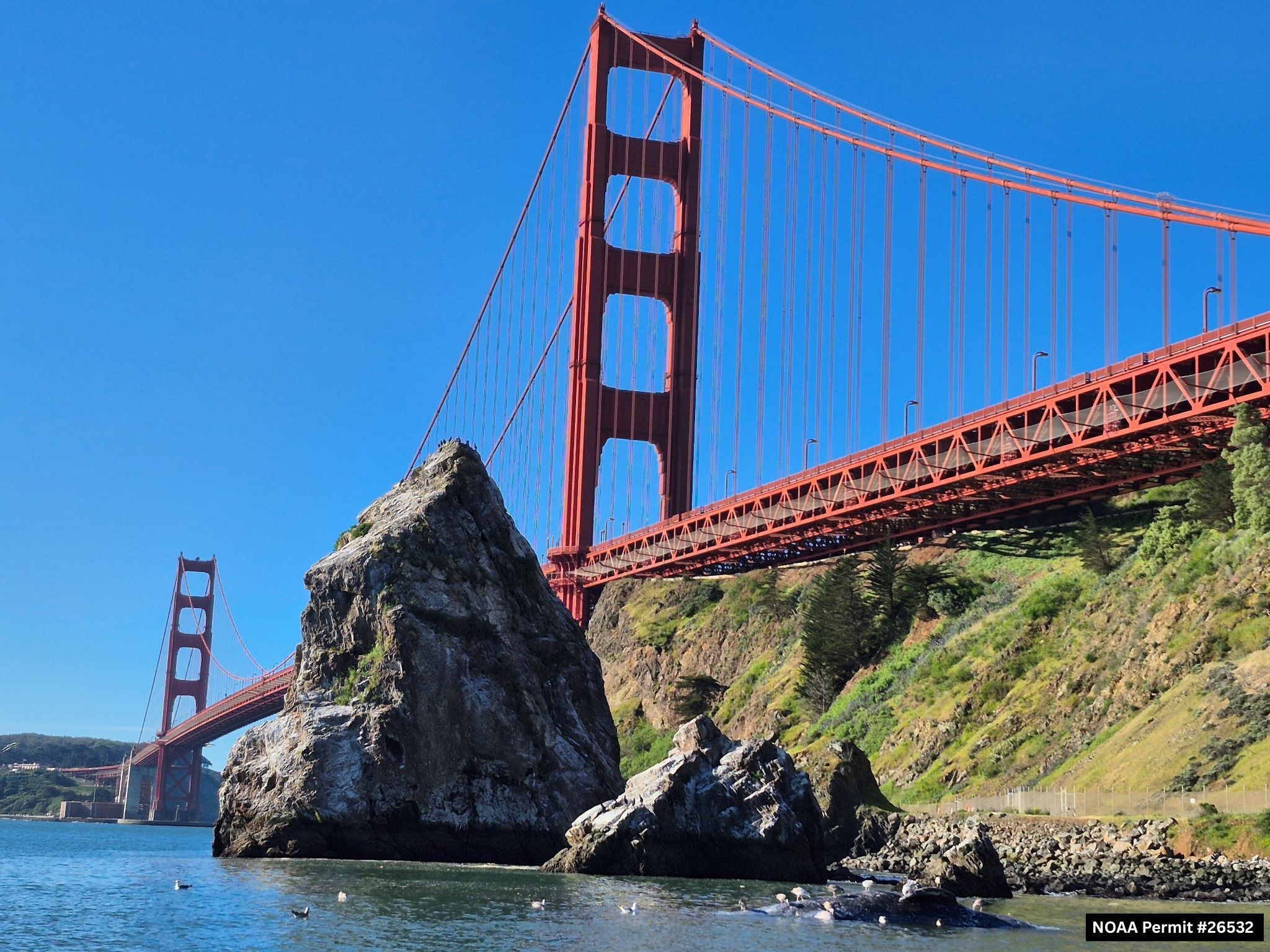 Gray whales are out of luck in San Francisco Bay
