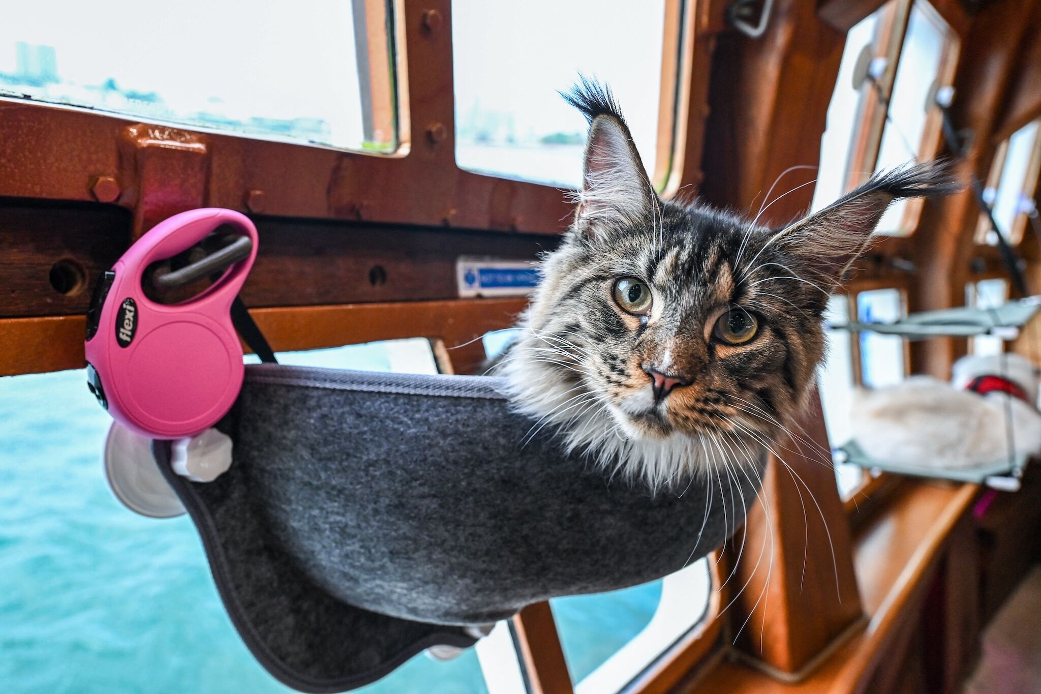 Carnival cruise ship rescues stranded sailor and cat