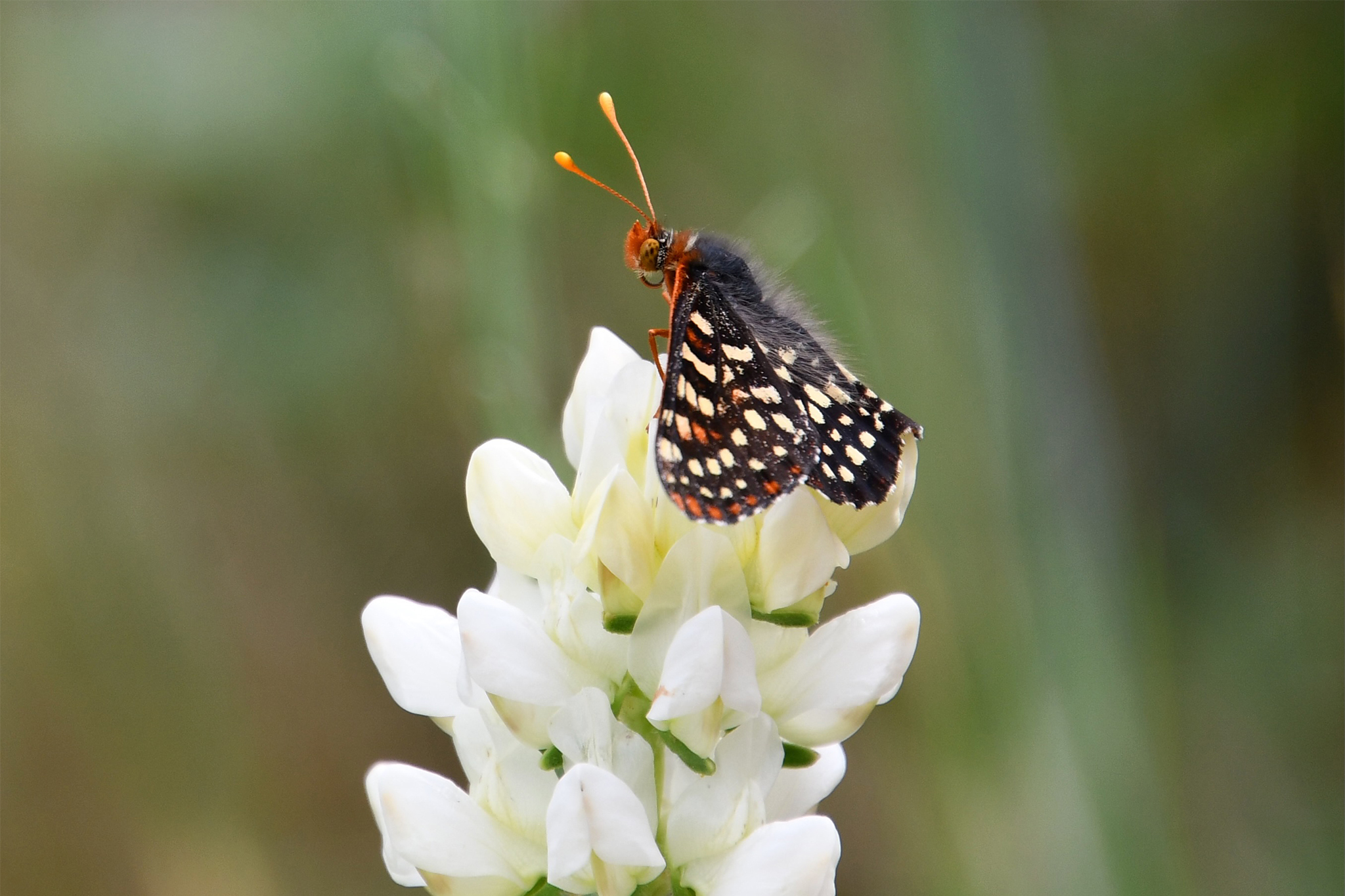 'A little unnerving': National parks see signs of an early spring