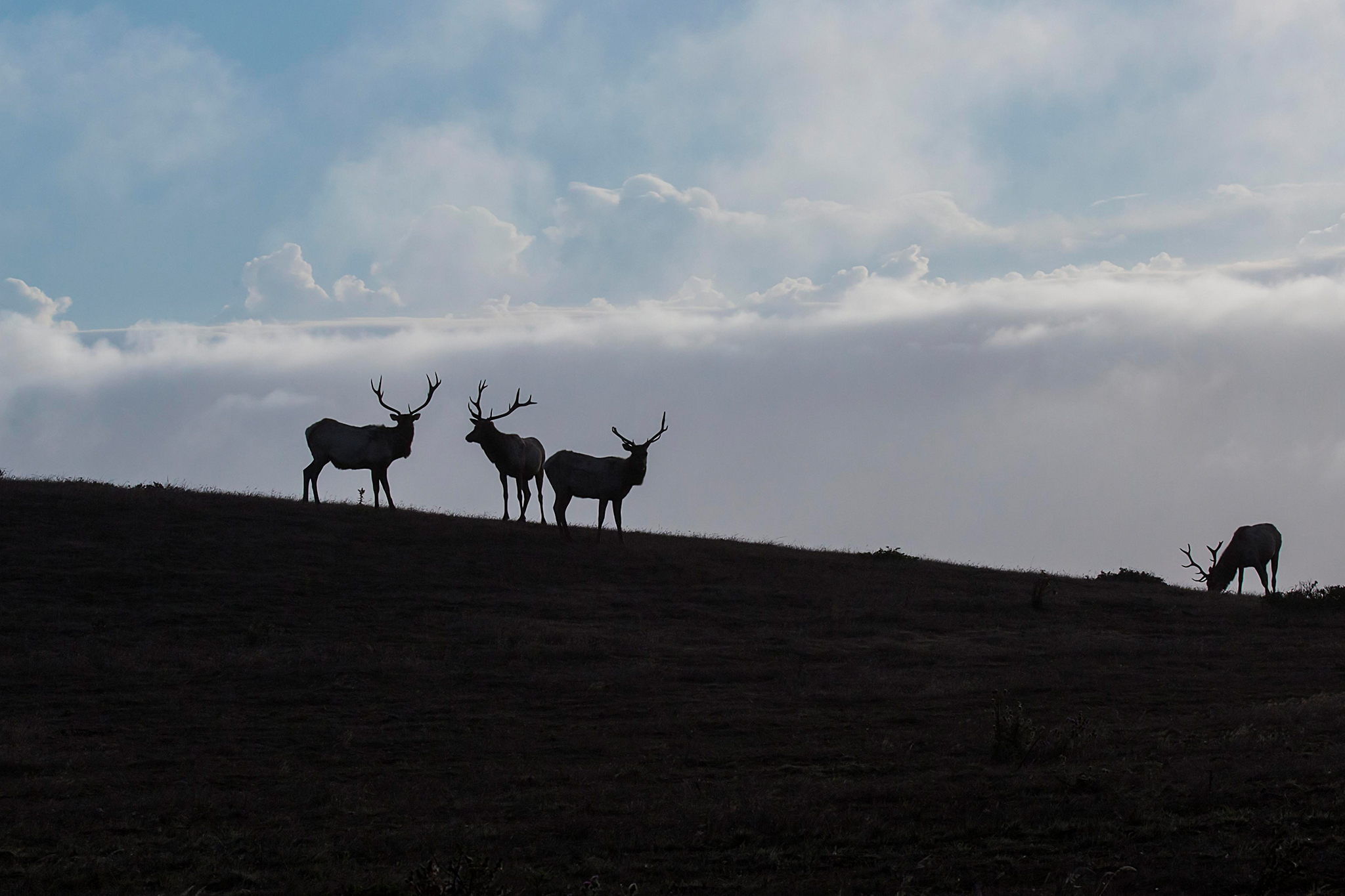 Bay Area hikers are skipping crowds for this elk haven