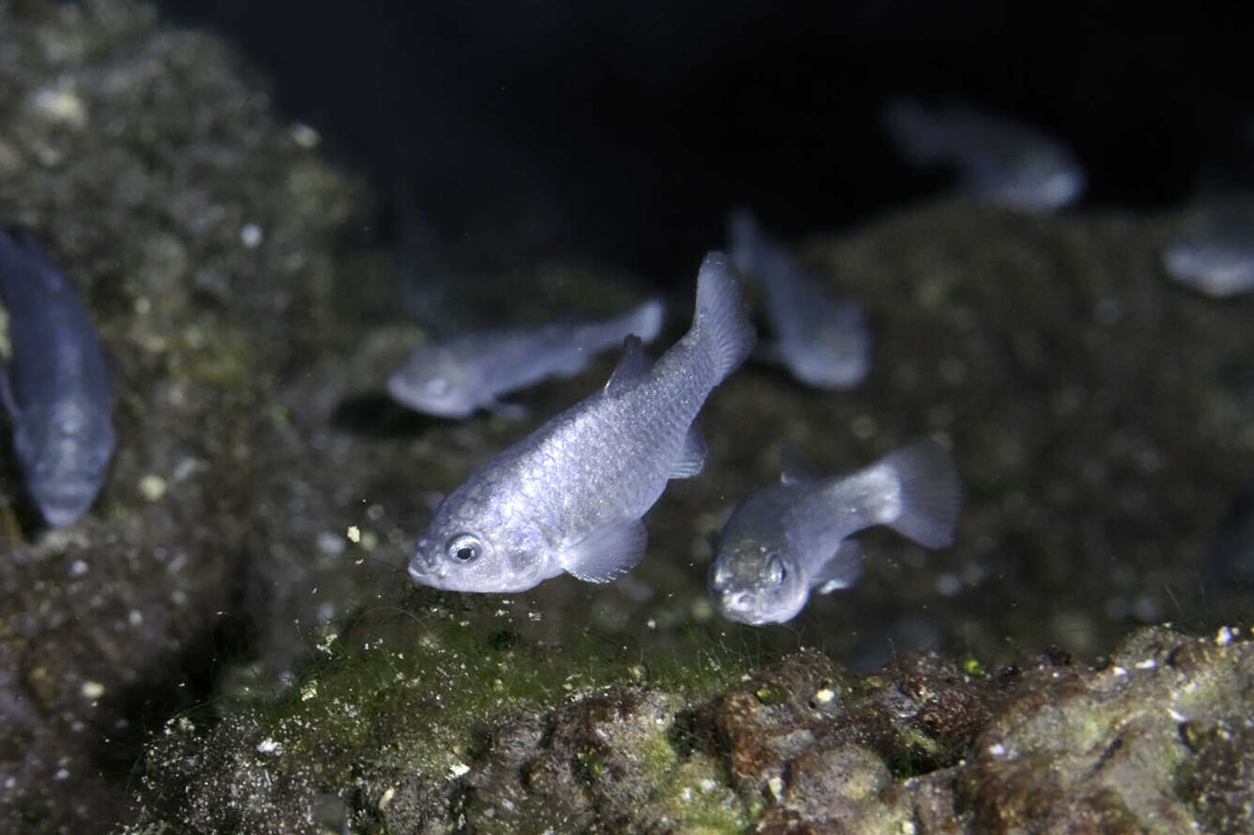 National Park Service scientists lost track of the world's rarest fish