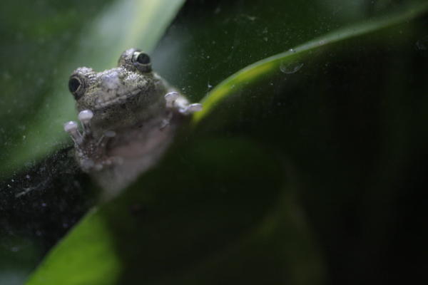 Sing, frogs, sing: The science of spring's symphony