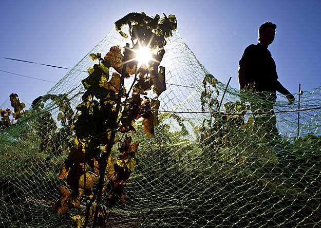 Vigneron lets nature be the winemaker