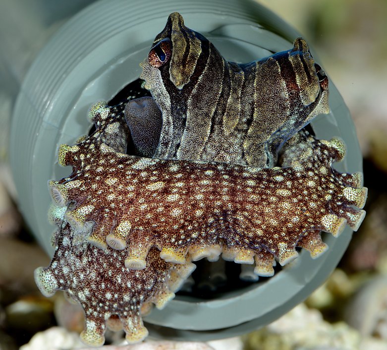 Rare octopus breeding in Alameda bedroom
