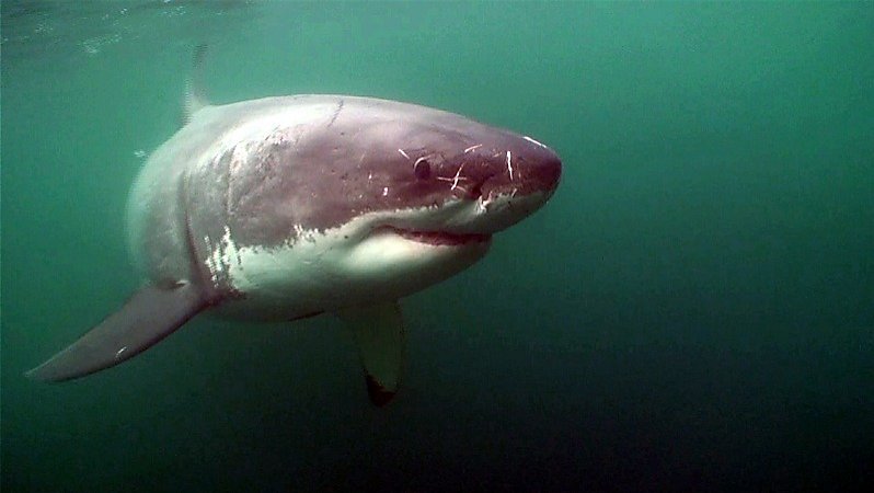 Tourists record great white shark devouring seal near Alcatraz