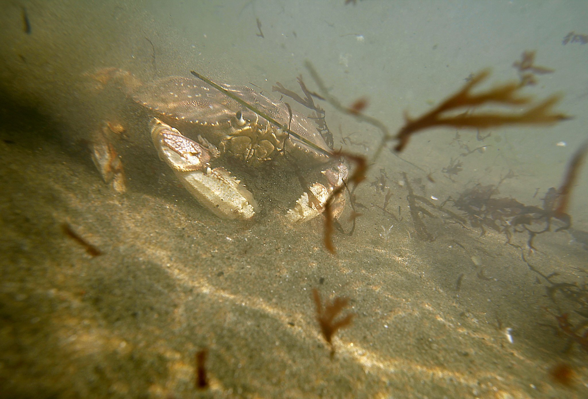 Don’t eat Dungeness crab, California health department warns
