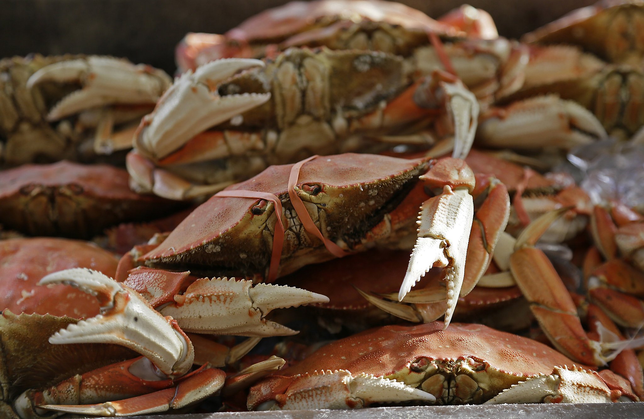 After Dungeness crab poisoning, is drinking water next?