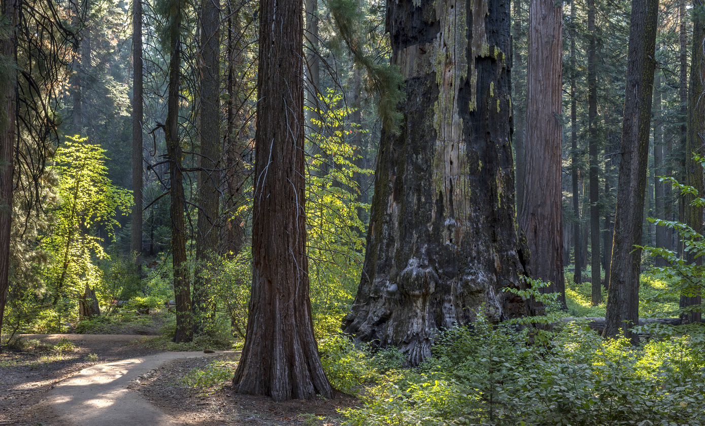 Stroll Calaveras Big Trees State Historic Park in solitude