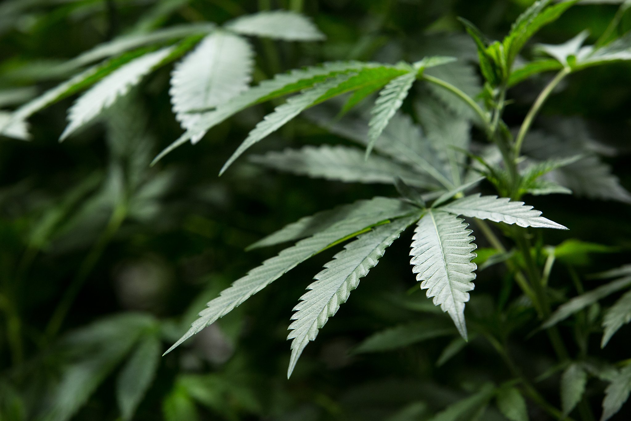 California votes to legalize marijuana