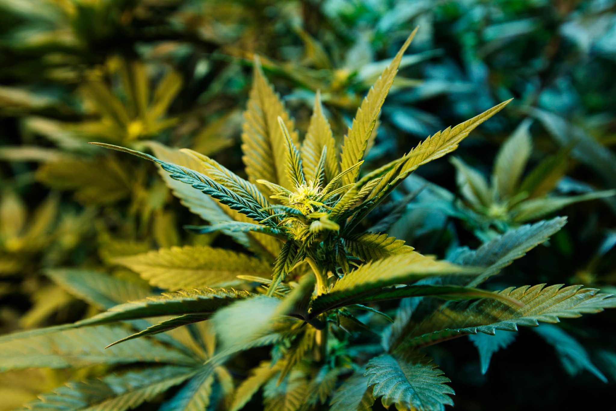 Joint venture: Marijuana business driving merger of two Texas companies