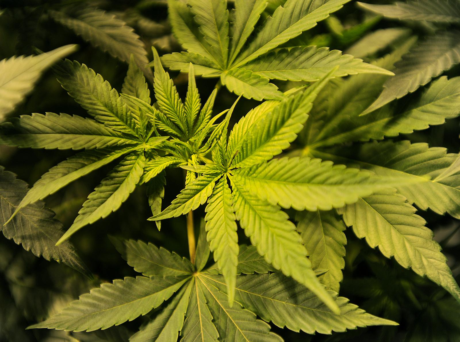 Texas legislators file bills aimed at decriminalizing marijuana
