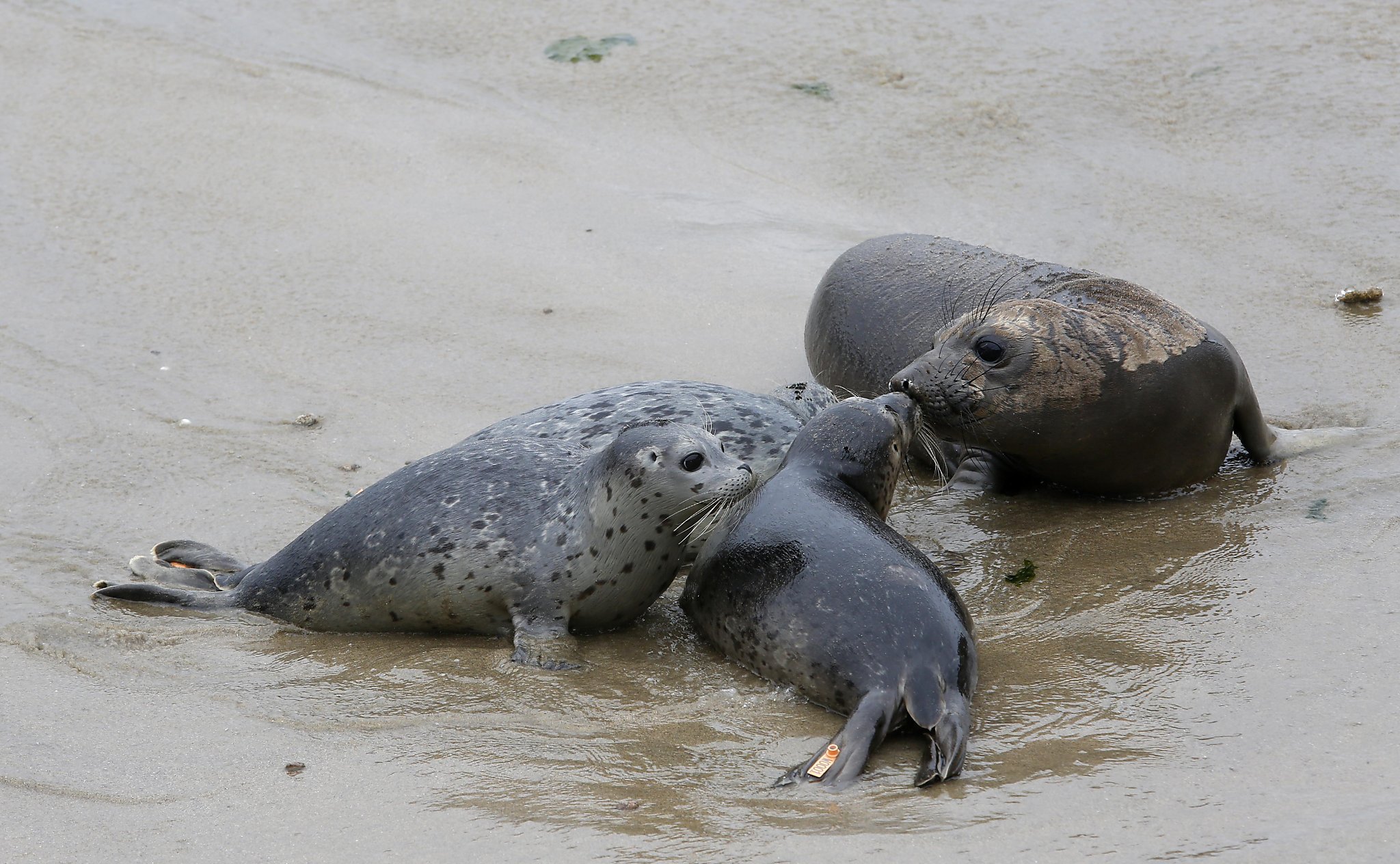The Regulars: Pacifica volunteer’s lifelong love of the ocean