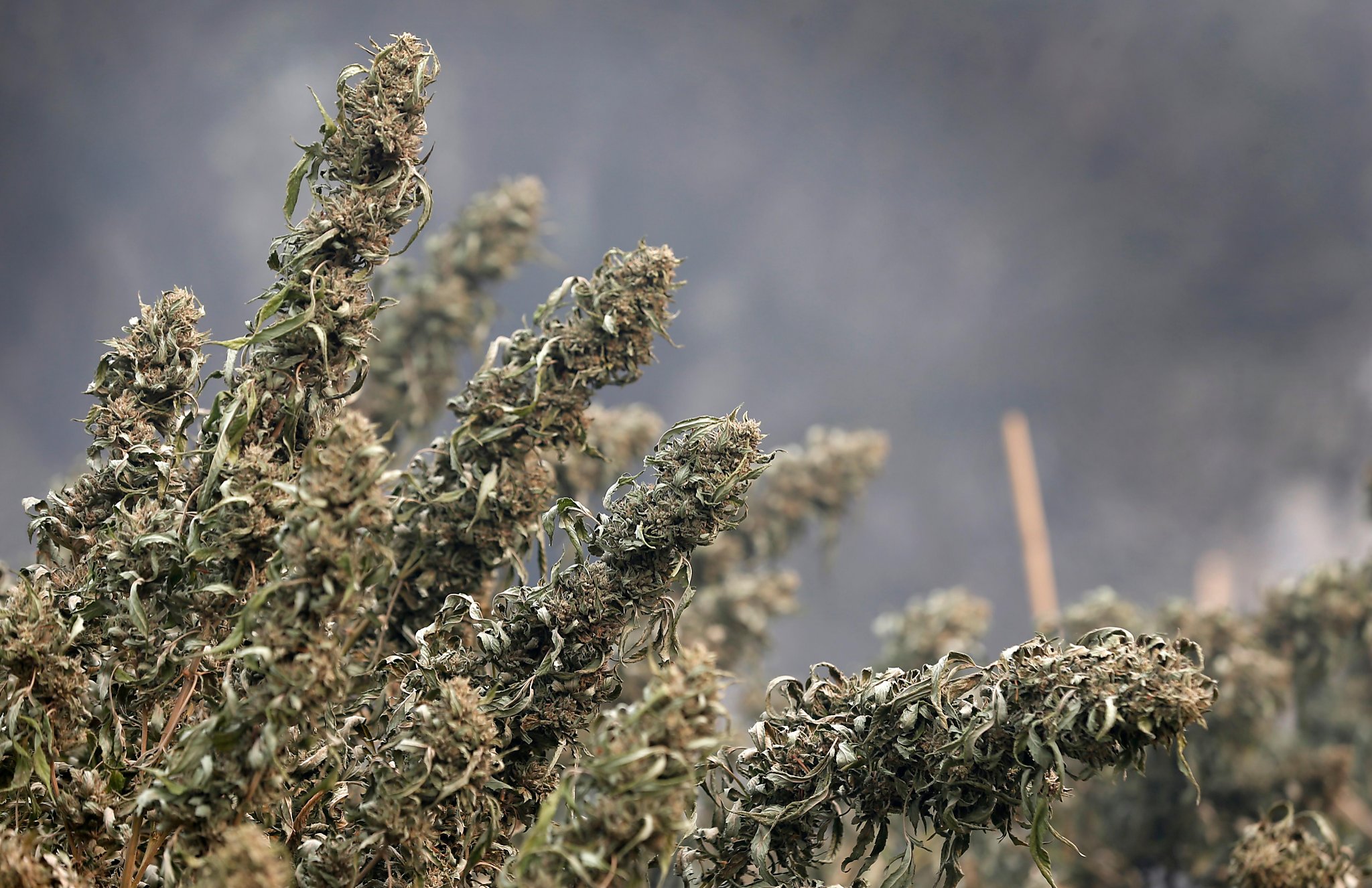 Wine County fires devastate cannabis economy of Sonoma and Mendocino counties