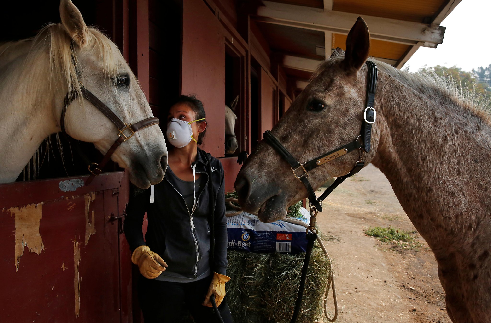 Human and animal fire victims get refuge at Sonoma County Fairgrounds
