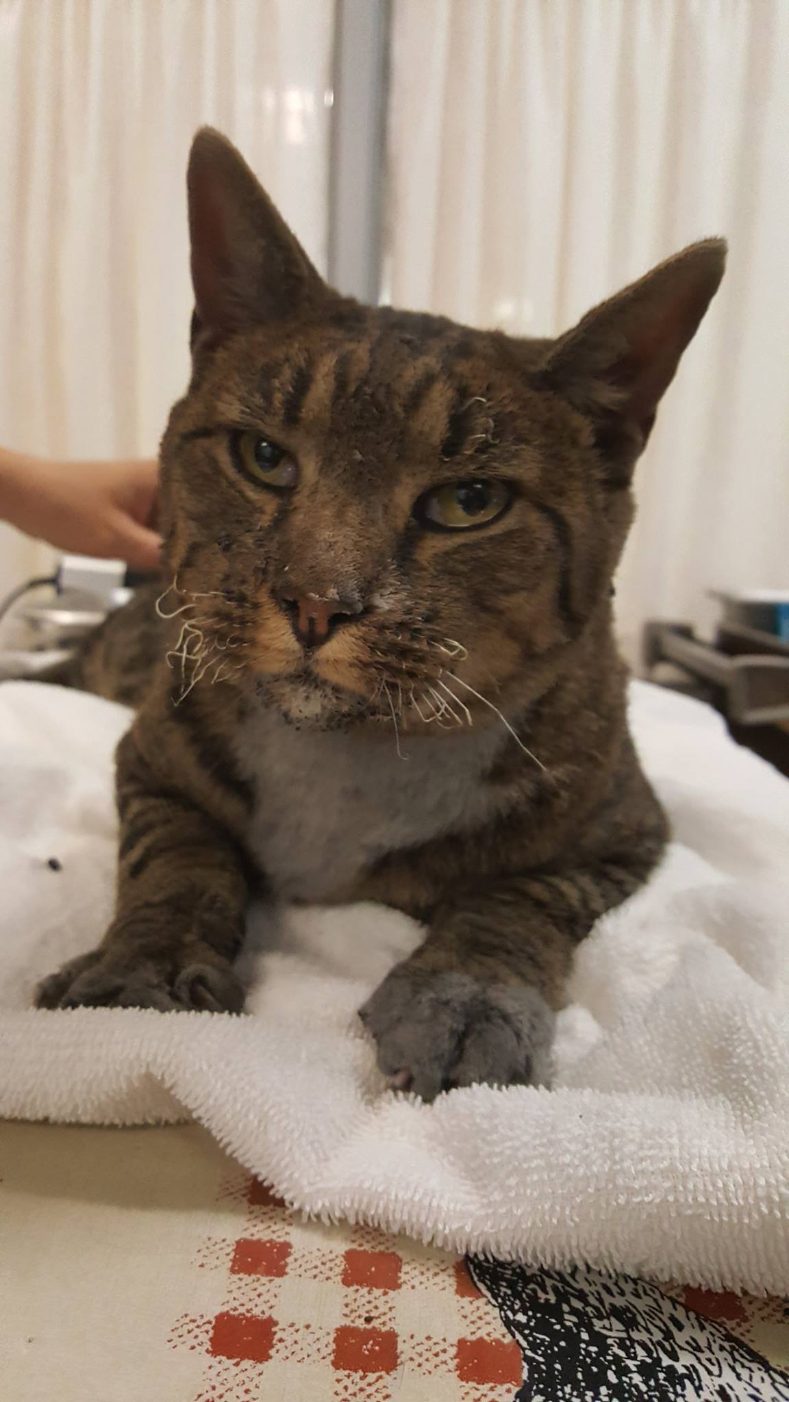 Cat with singed whiskers brings attention to plight of animals in Wine Country fires