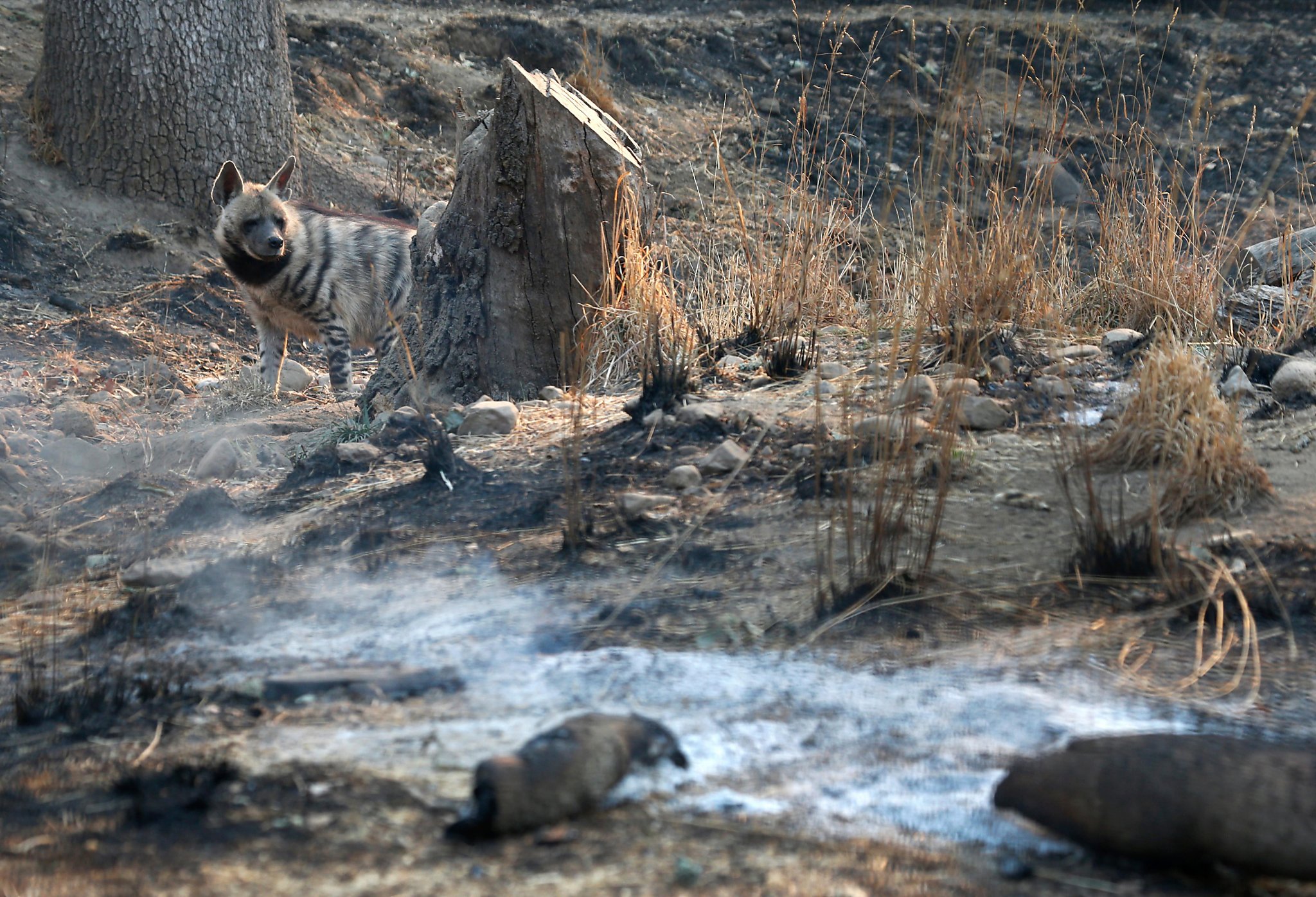 How Safari West’s giraffes, cheetahs and rhinos survived the Tubbs Fire