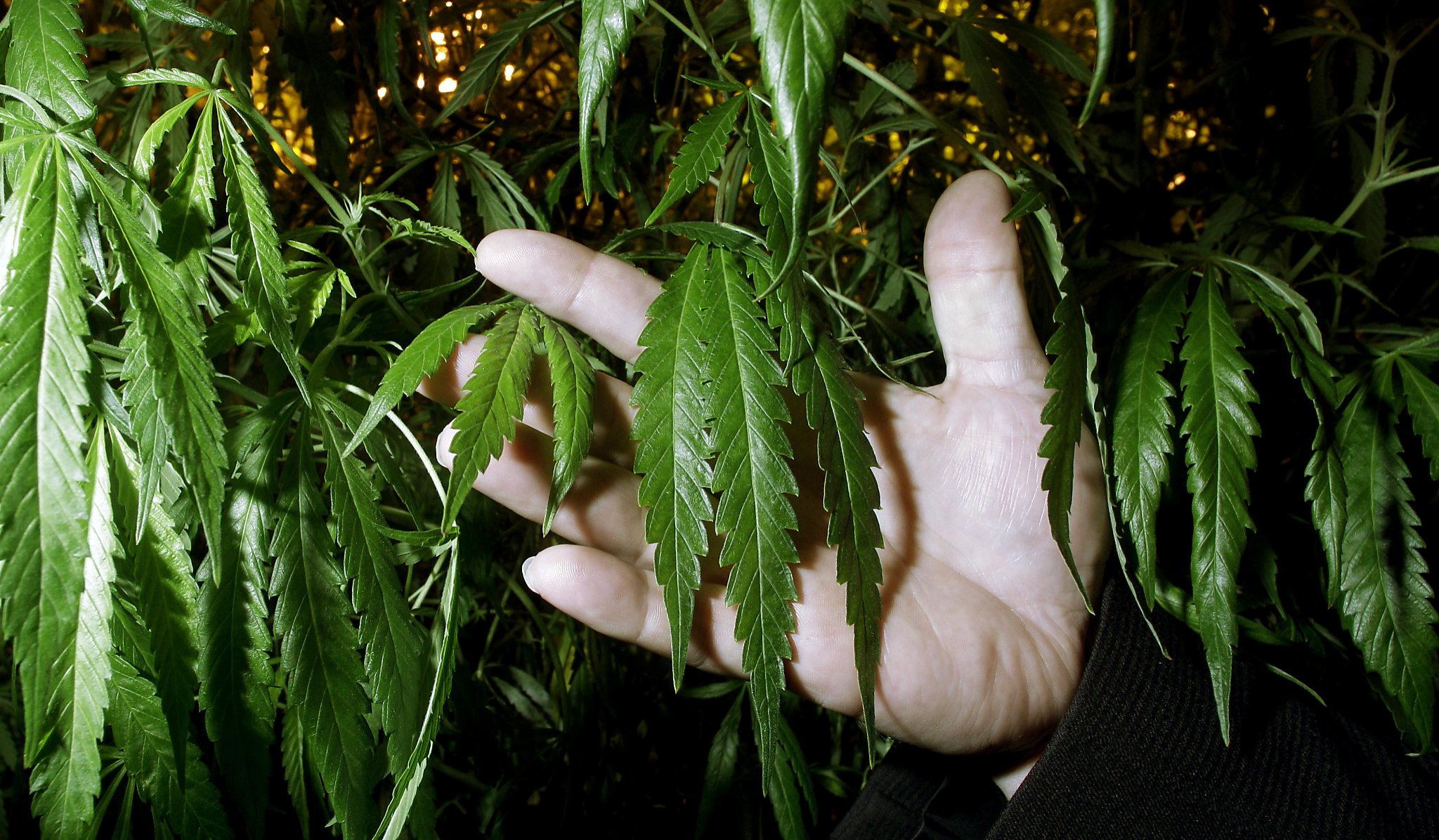 Wiener hopes to head off marijuana mega-farms