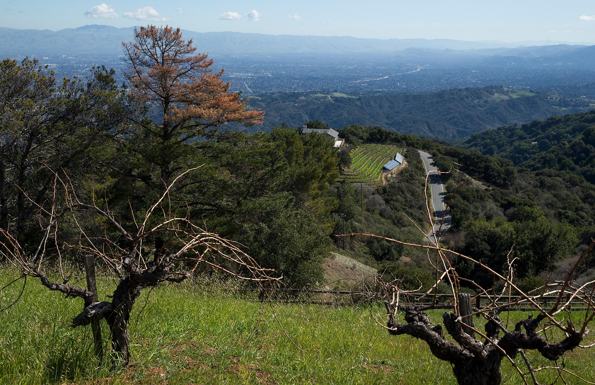 Ridge Vineyards: one of California’s first-growth wineries