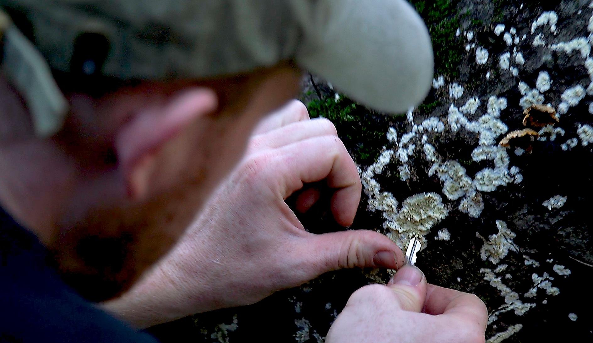 The Regulars: For East Bay mushroom hunter, it’s not simply fun with fungi