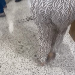 Thick Latina booty