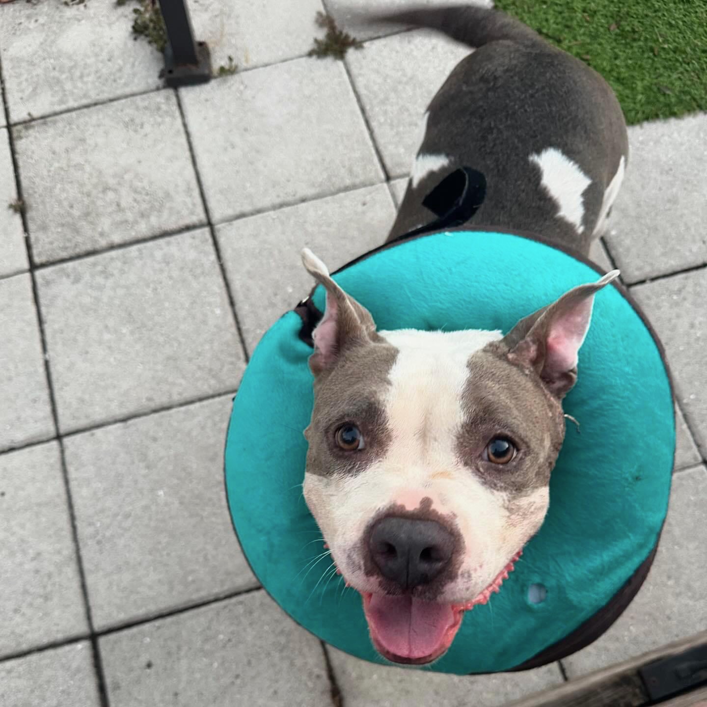 Pit Bull Awareness Month shines a light on a misunderstood, but lovable, breed | TBBW