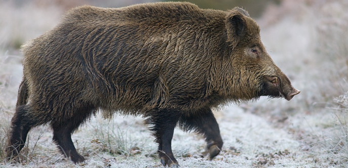 Belarus accused of hiding cases of African swine fever - Pig World