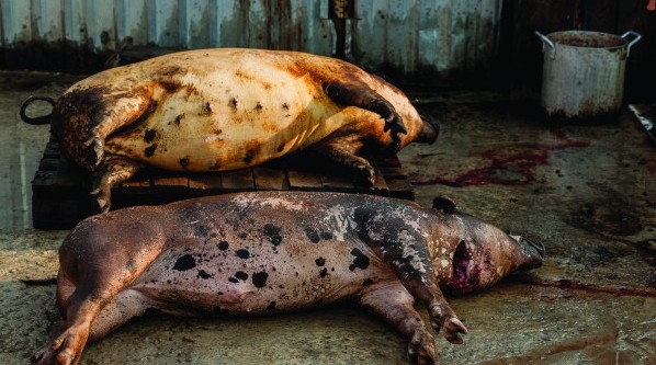 South Korea confirms first case of African swine fever - Pig World