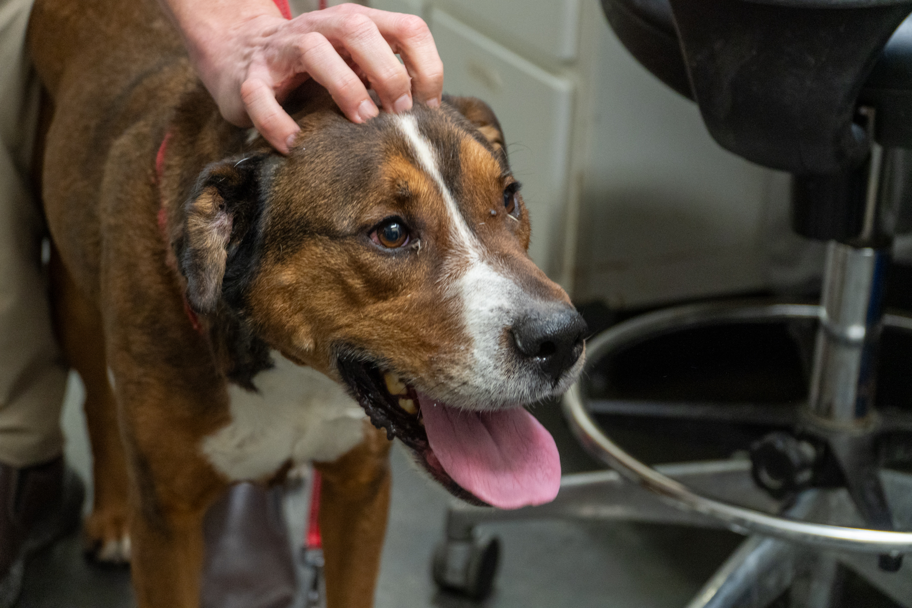 Pets are helpless, homeless when ICE takes their humans