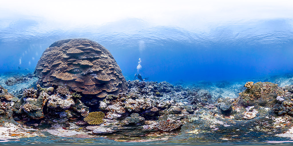 Big Momma coral head | Office of National Marine Sanctuaries