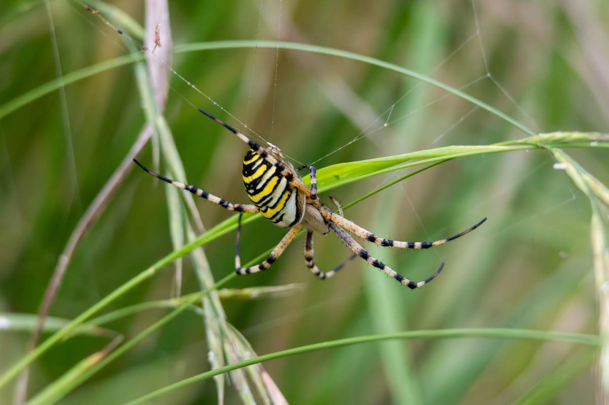 Araña tigre (Argiope bruennichi) - Santander Capital Natural