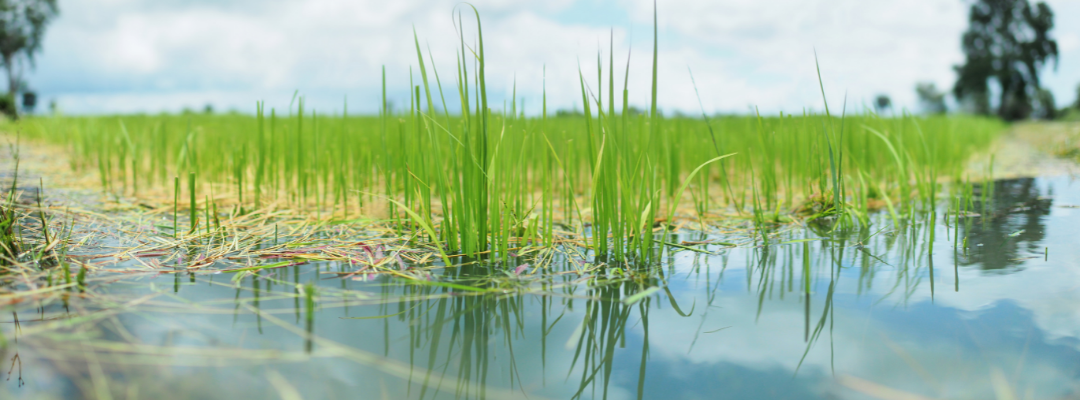 Potential Impact of the Farmer Bridge Assistance Program on Southern U.S. Rice