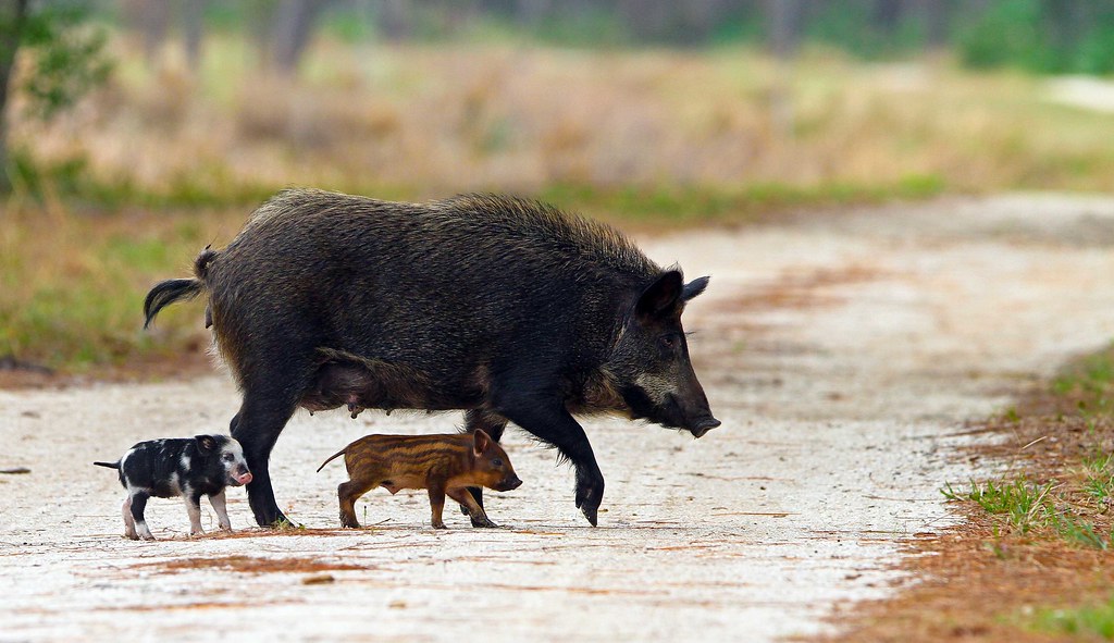 Feral Pigs Trample Mount Diablo - Save Mount Diablo