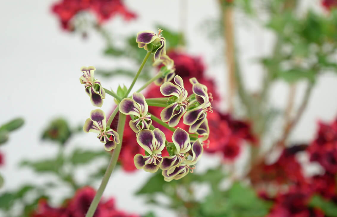 Faszination Pelargonien | Blog der Bayerischen Schlösserverwaltung