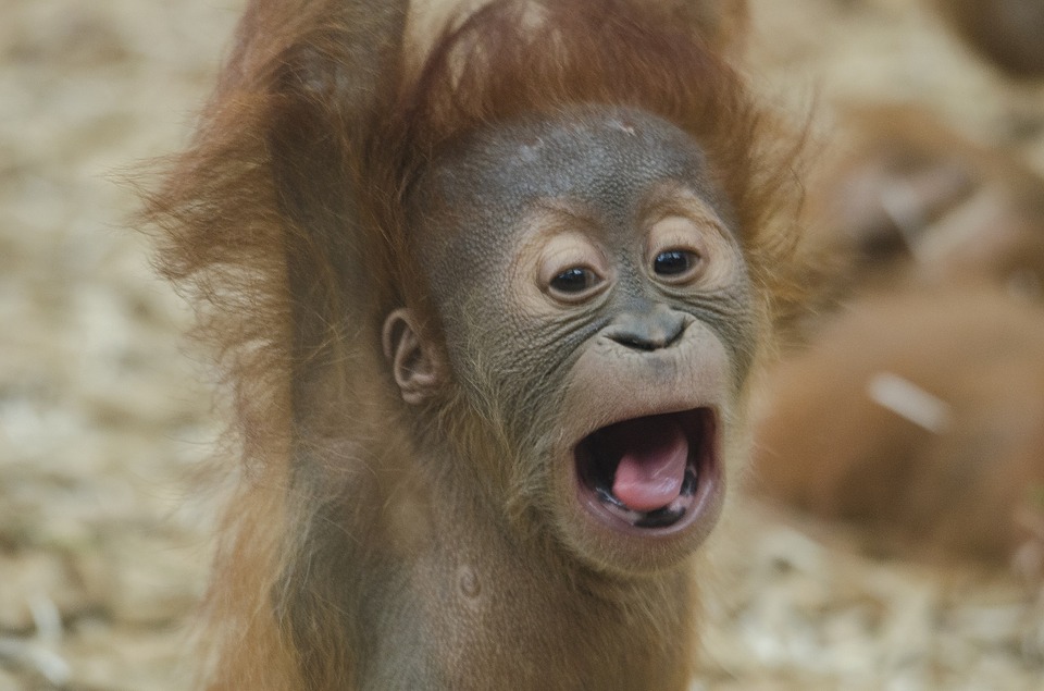 "Research Mechanics", OA, Ethics, and More: Three Chefs Musings on APE 2016 - The Scholarly Kitchen