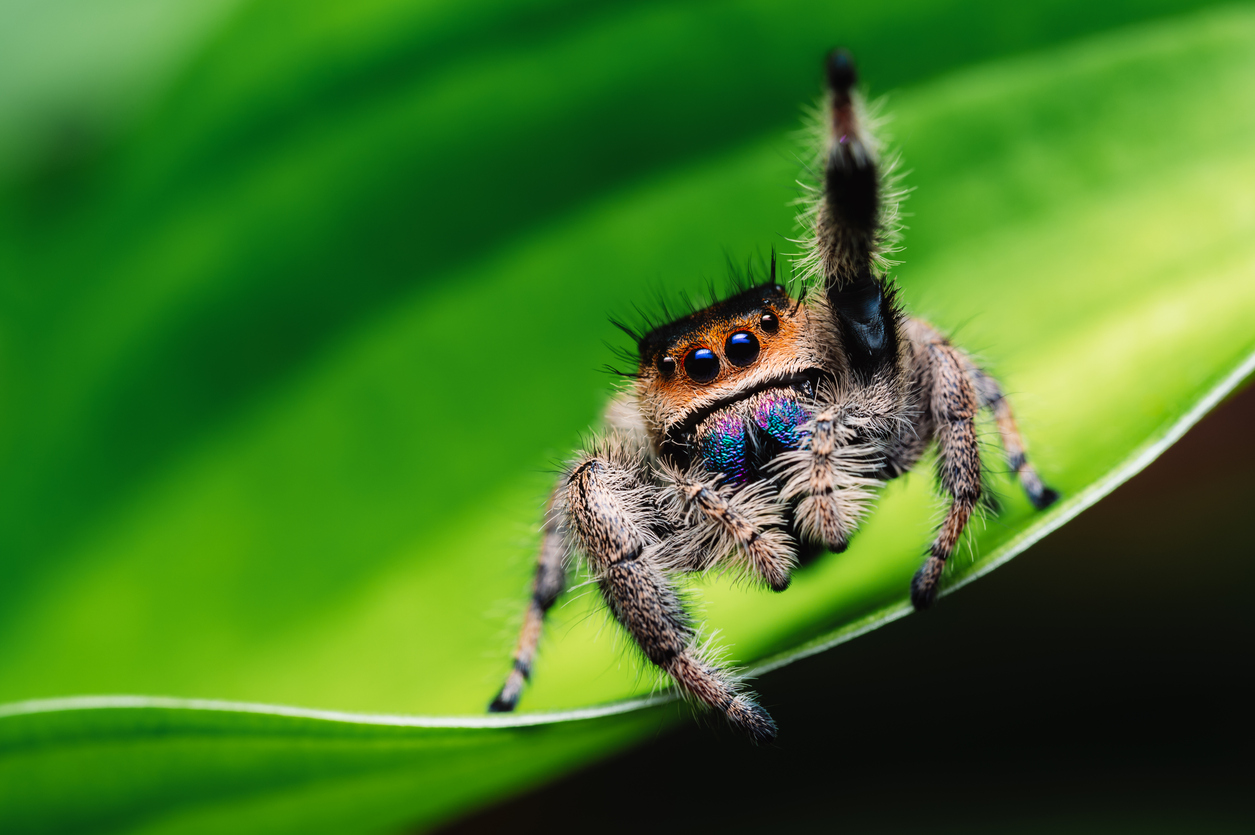 Honest Signaling and Research Integrity - The Scholarly Kitchen