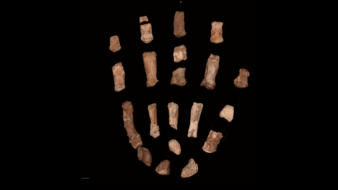 Top Stories in Human Evolution of 2025 - PLOS SciComm