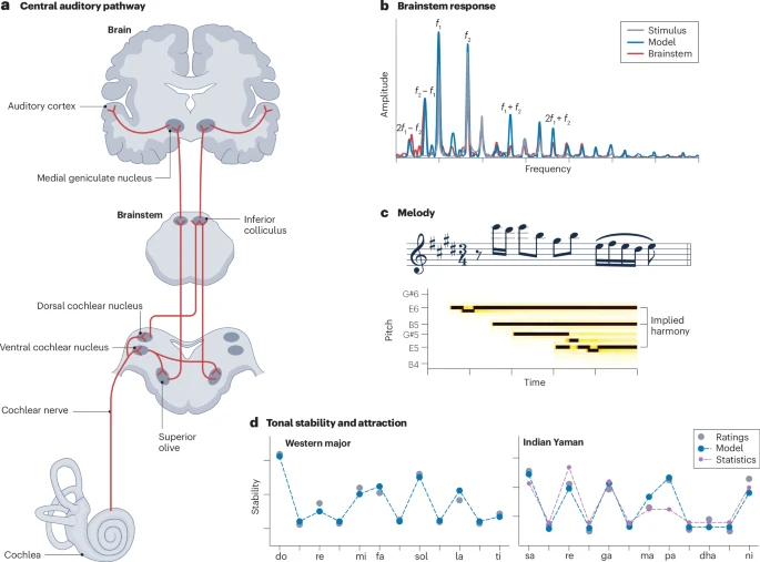 Our Brains Don't Just Hear Music—They May Physically Become It - ScienceBlog.com