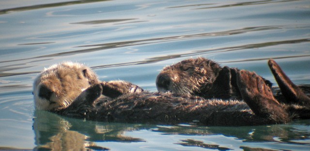 Otters get the flu, too - Scienceline
