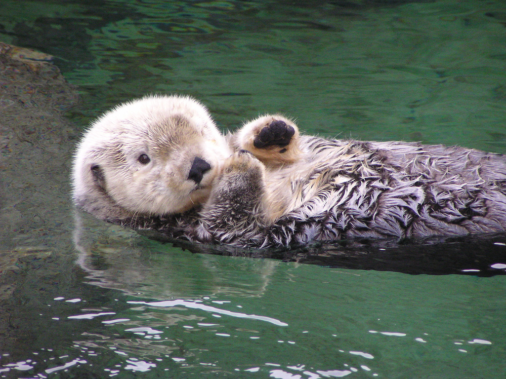 Mixed news for otter recovery - Scienceline