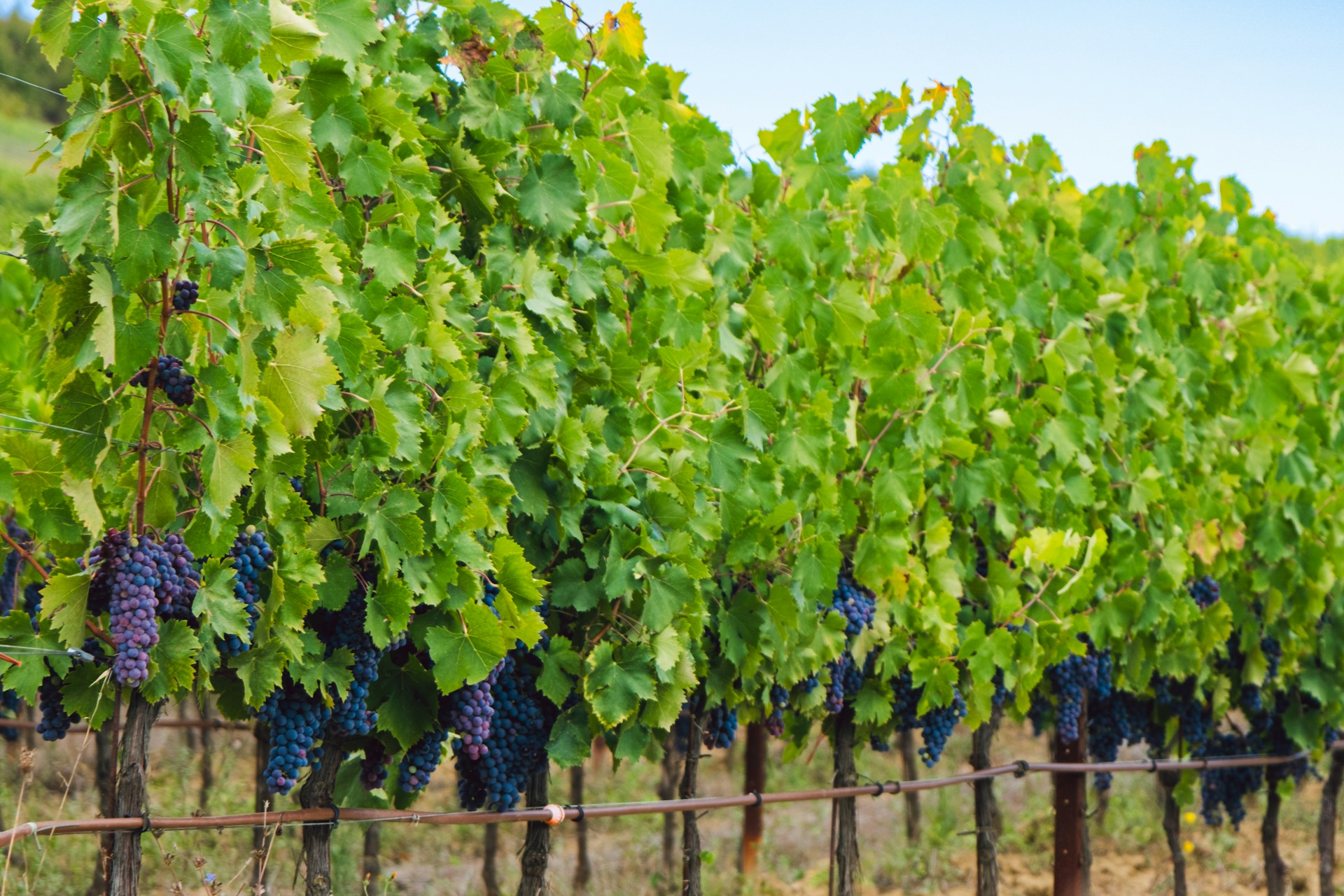 Winemaking on Long Island in a changing climate - Scienceline
